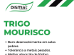 Trigo Mourisco